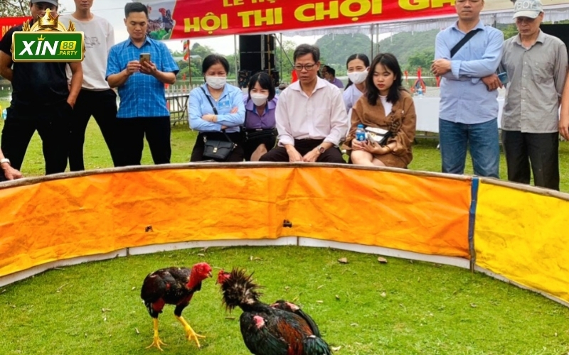 Quy tắc và cách thức thi đấu gà chọi