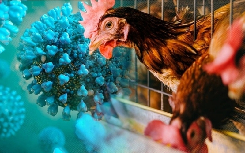 Quy trình chăm sóc và phòng bệnh định kỳ cho gà quý hiếm