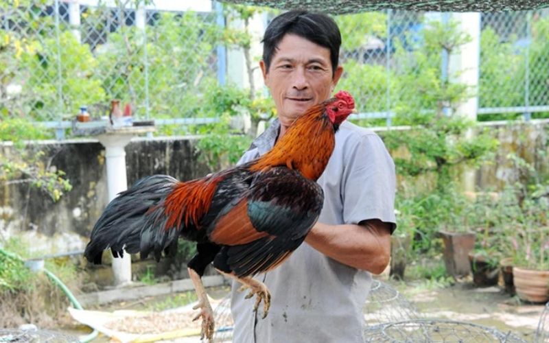 Nghệ Thuật Nuôi Dạy Gà Nòi Nét Đẹp Trong Di Sản Văn Hóa Dân Gian Việt Nam